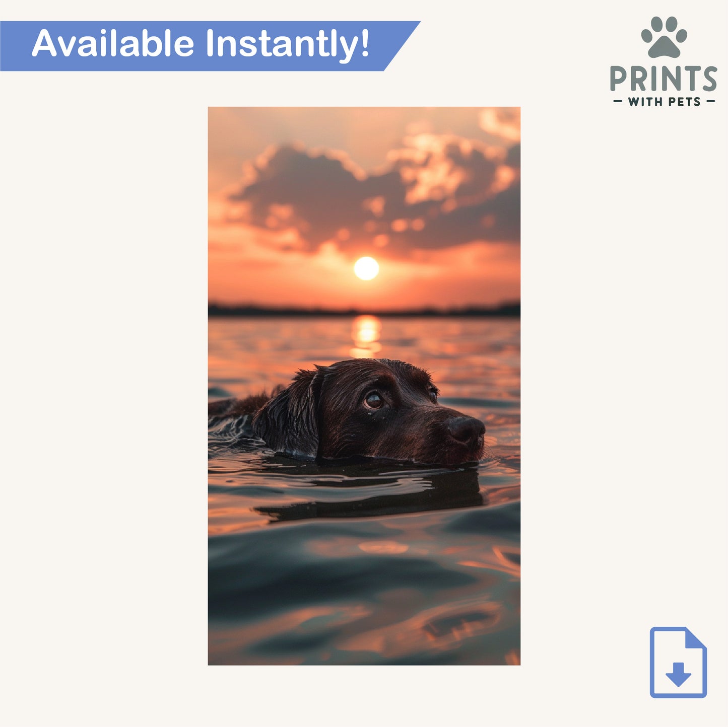 Chocolate Labrador Swimming at Sunset - Chocolate Labrador Wallpaper