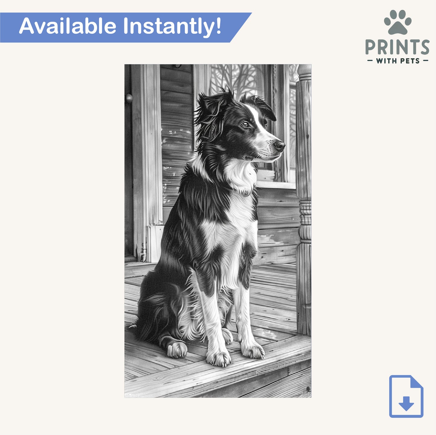 Loyal Border Collie on the Porch - Border Collie Wallpaper